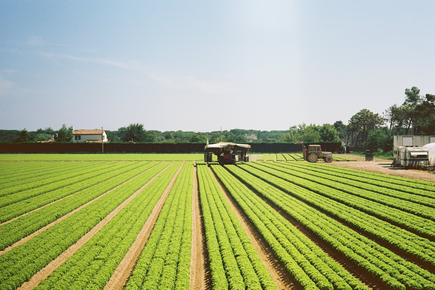 Filas de cultivos verdes en un campo con una cosechadora y un tractor.