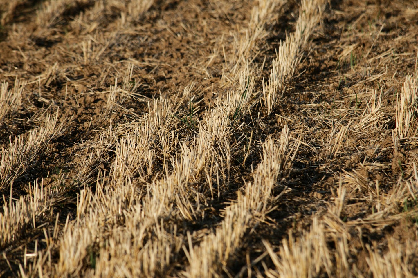 Campo cosechado con rastrojos y tierra oscura arada.