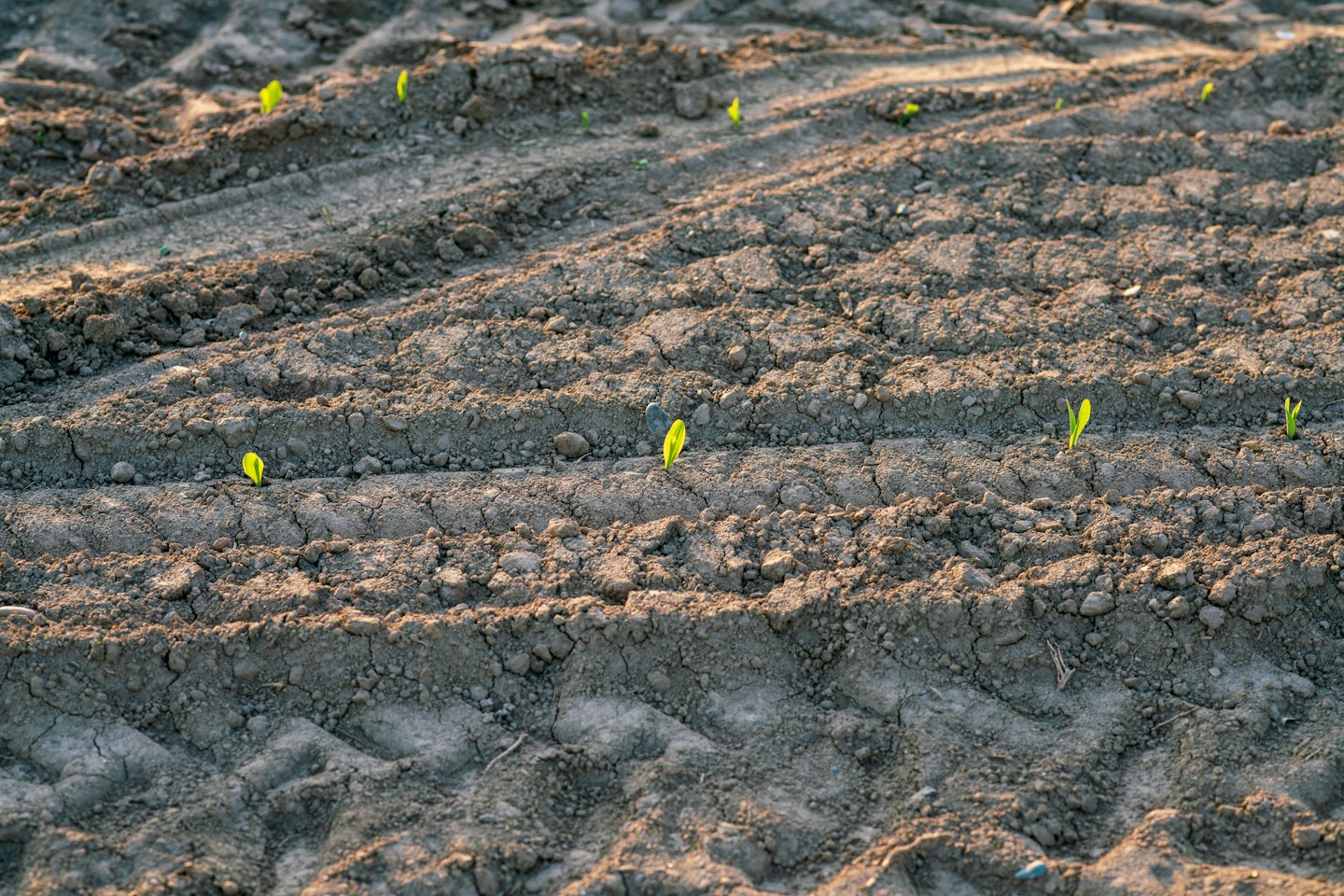 Pequeños brotes verdes emergen de la tierra oscura y arada.